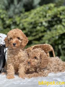 Miniatür Fawn Poodle 2