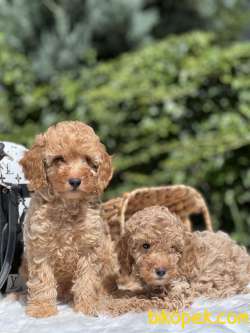 Miniatür Fawn Poodle 5