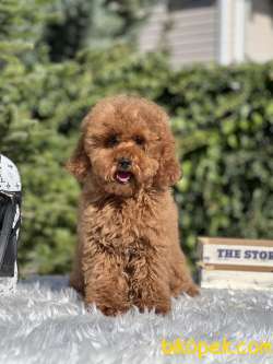 Miniatür Red Poodle 4