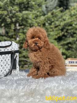 Miniatür Red Poodle 5