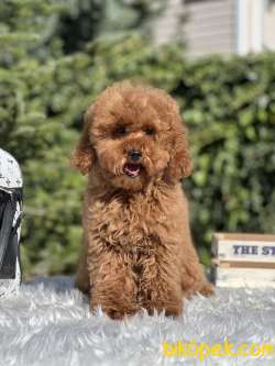 Miniatür Red Poodle 2