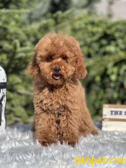 Miniatür Red Poodle 3