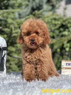 Miniatür Red Poodle 1