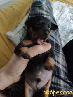 Miniature Pinscher Harika Bebek 3