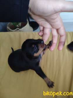 Miniature Pinscher Harika Bebek 1