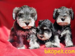 MİNİATURE SCHNAUZER YAVRU 1