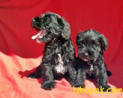 MİNİATURE SCHNAUZER YAVRU 5
