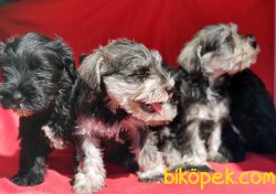 MİNİATURE SCHNAUZER YAVRU 3