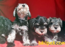 MİNİATURE SCHNAUZER YAVRU 2