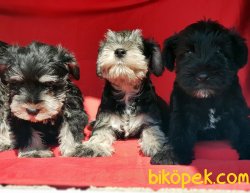 MİNİATURE SCHNAUZER YAVRU 4