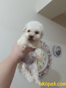 Miniboy 3