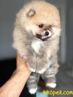 Miniboy 3