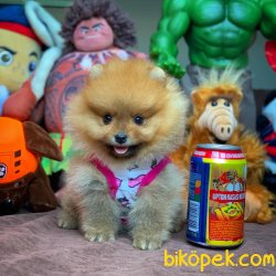 MiniBoy Dişi PomeranianBoo Kızımız 3