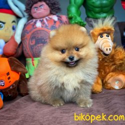 MiniBoy Dişi PomeranianBoo Kızımız 4