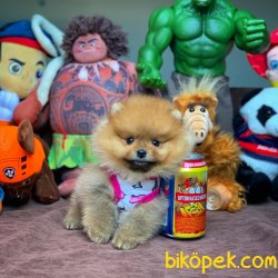 MiniBoy Dişi PomeranianBoo Kızımız 1