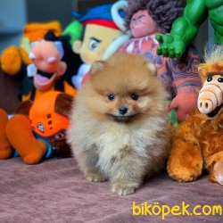 MiniBoy Dişi PomeranianBoo Kızımız 2