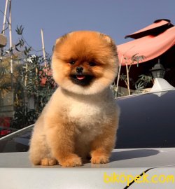 Miniboy Dişi Yavrumuz 1