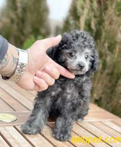 Miniboy Gümüş Grı Poodle Yavrularımız 1
