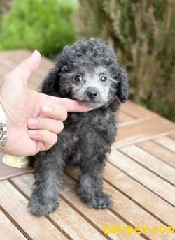Miniboy Gümüş Grı Poodle Yavrularımız 3