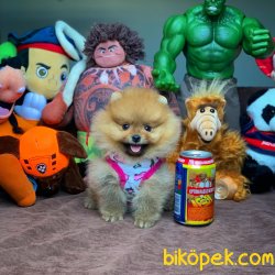 Miniboy Pomeranian Boo Yavrularımız 1