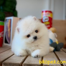 Miniboy Pomeranian Boo Yavrumuz 2