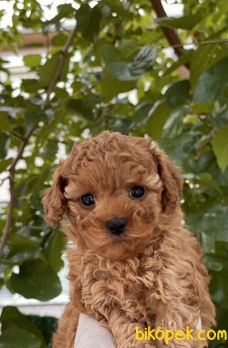 Miniboy Poodle Yavrularımız 3