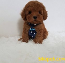 Miniboy Poodle Yavrularımız 2