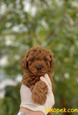 Miniboy Poodle Yavrularımız 4