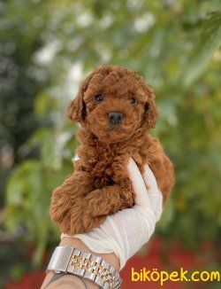 Miniboy Poodle Yavrularımız 1