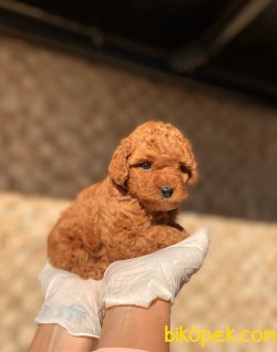 Miniboy Red Brown Yavrular 3