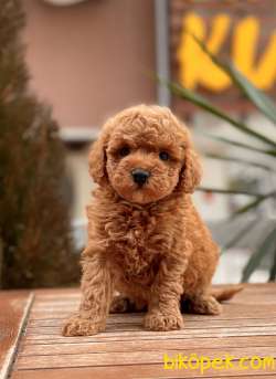 Miniboy Red Brown Yavrular 2