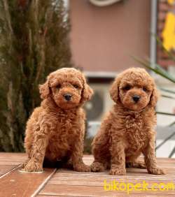 Miniboy Red Brown Yavrular 3