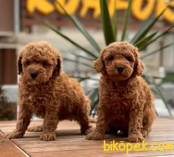 Miniboy Red Brown Yavrular 1