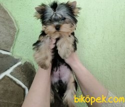 Miniboy Tecup 2
