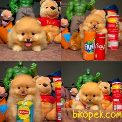 Miniboy Teddybear Pomeranian Boo 2