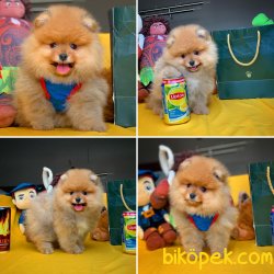 Miniboy Teddybear Pomeranian Boo 1
