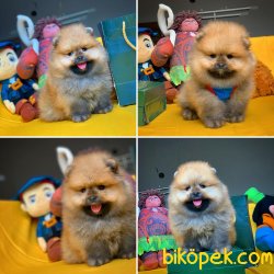 Miniboy Teddybear Pomeranian Boo 3