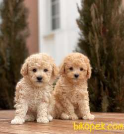 Miniboy Toy Poodle Yavruları 3