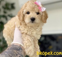 Miniboy Toy Puddl Yavrularımız 3