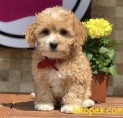 Miniboy Toy Puddl Yavrularımız 1