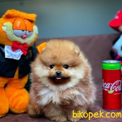 MiniBoy Yarışma Düzeyi PomeranianBoo Oğlumuz 4