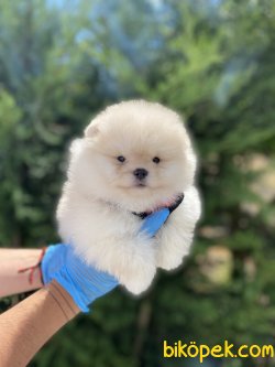 Miniboy Yavrular 1