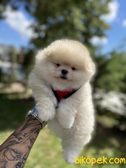 Miniboy Yavrular 3