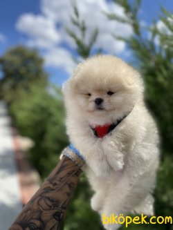 Miniboy Yavrular 2