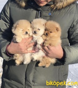 Minicik Ayı Surat A Kalite Pomeranian 2