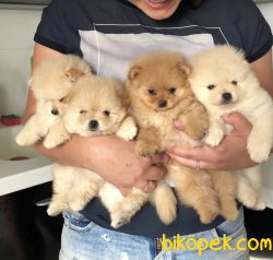 Minicik Ayı Surat A Kalite Pomeranian 3