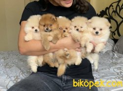 Minicik Ayı Surat A Kalite Pomeranian 1