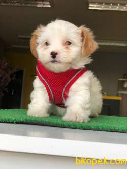 MİNİCİK MALTİPO 1