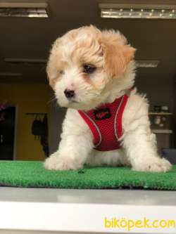 MİNİCİK MALTİPO 2