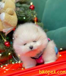 Minicik Pofuduk Ayı Surat Pomeranian 3